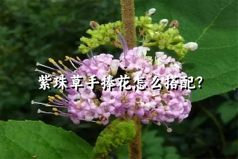 紫珠草手捧花怎么搭配？