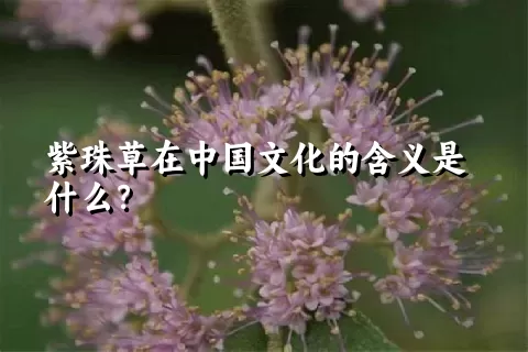 紫珠草在中国文化的含义是什么？