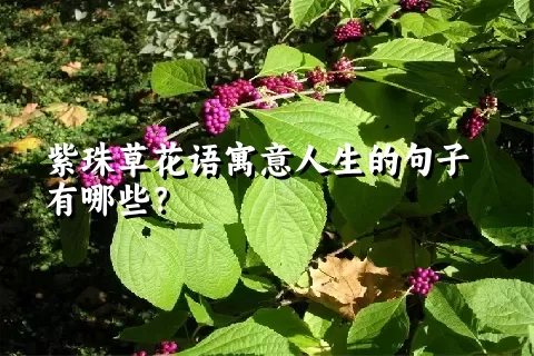 紫珠草花语寓意人生的句子有哪些？