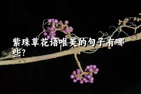 紫珠草花语唯美的句子有哪些？