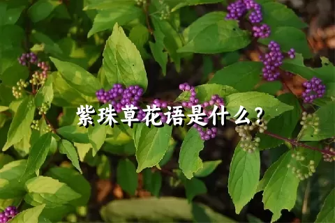 紫珠草花语是什么？