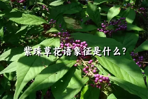 紫珠草花语象征是什么？