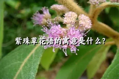 紫珠草花语的寓意是什么？