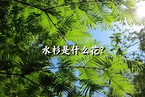 水杉是什么花？