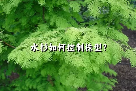 水杉如何控制株型？