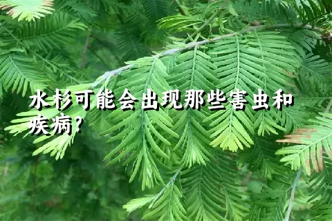 水杉可能会出现那些害虫和疾病？
