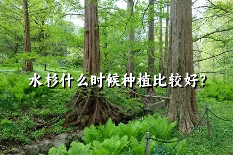 水杉什么时候种植比较好？