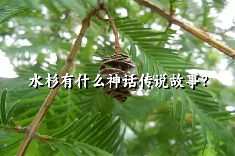 水杉有什么神话传说故事？