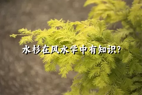 水杉在风水学中有知识？