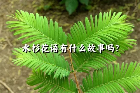 水杉花语有什么故事吗？