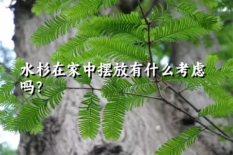 水杉在家中摆放有什么考虑吗？