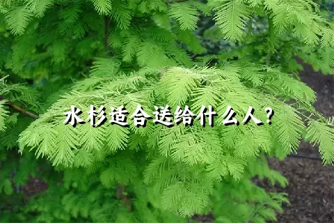 水杉适合送给什么人？