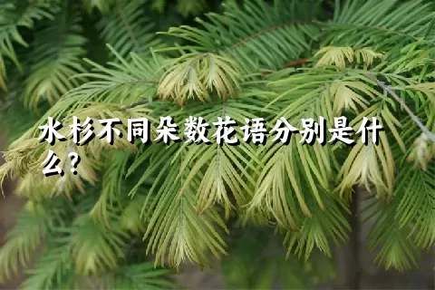 水杉不同朵数花语分别是什么？
