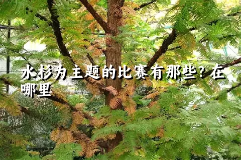 水杉为主题的比赛有那些？在哪里