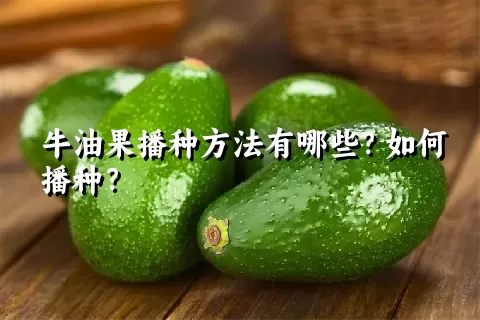 牛油果播种方法有哪些？如何播种？