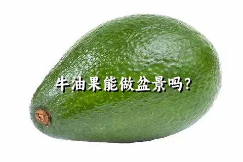 牛油果能做盆景吗？