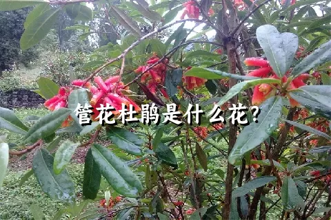 管花杜鹃是什么花？
