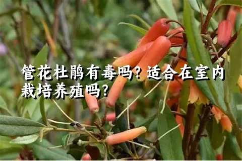 管花杜鹃有毒吗？适合在室内栽培养殖吗？
