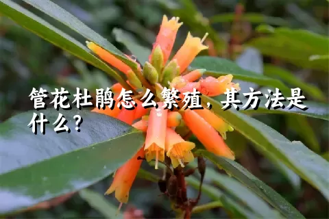 管花杜鹃怎么繁殖，其方法是什么？