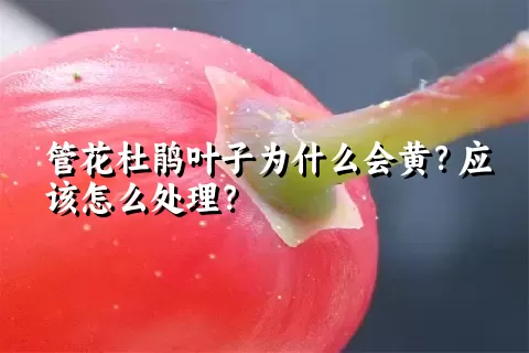 管花杜鹃叶子为什么会黄？应该怎么处理？