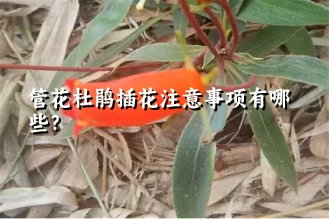 管花杜鹃插花注意事项有哪些？