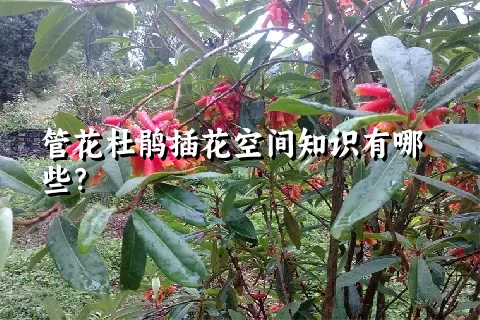 管花杜鹃插花空间知识有哪些？