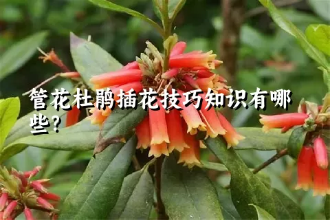 管花杜鹃插花技巧知识有哪些？