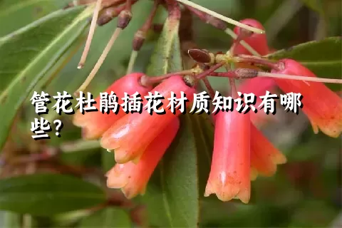 管花杜鹃插花材质知识有哪些？