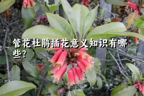 管花杜鹃插花意义知识有哪些？