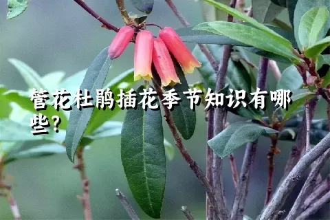 管花杜鹃插花季节知识有哪些？