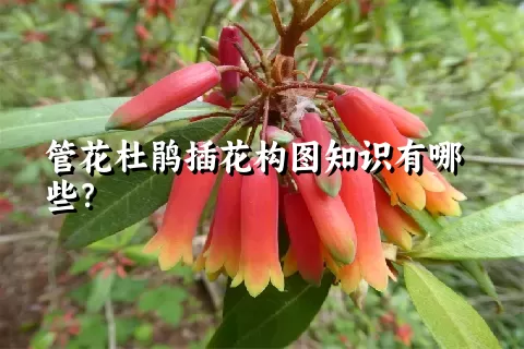 管花杜鹃插花构图知识有哪些？