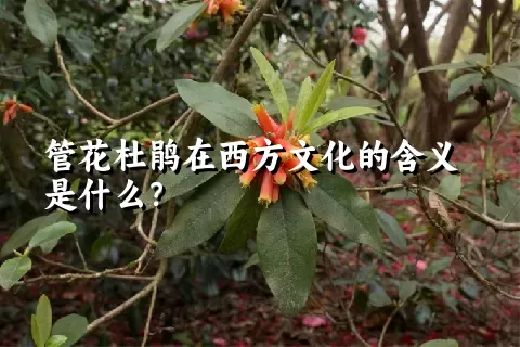 管花杜鹃在西方文化的含义是什么？