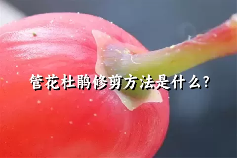 管花杜鹃修剪方法是什么？