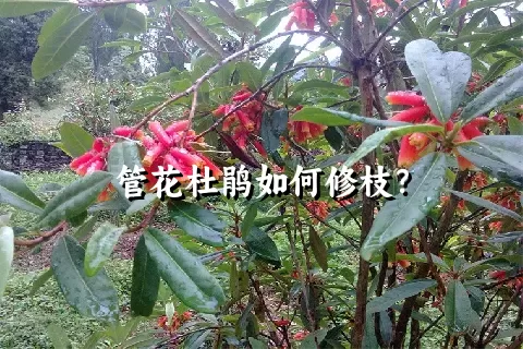 管花杜鹃如何修枝？