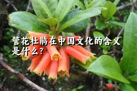 管花杜鹃在中国文化的含义是什么？