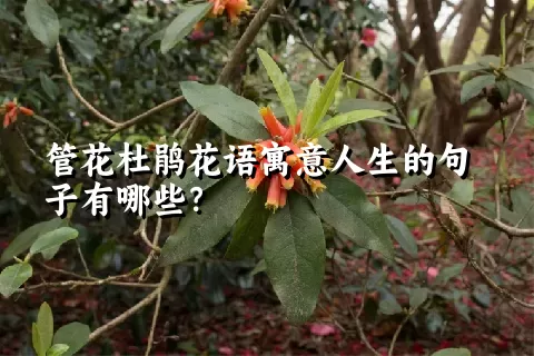 管花杜鹃花语寓意人生的句子有哪些？