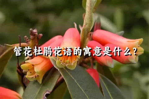 管花杜鹃花语的寓意是什么？