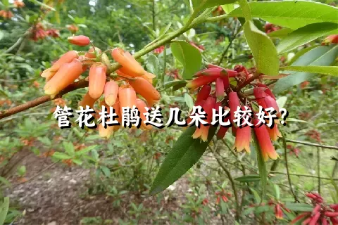 管花杜鹃送几朵比较好？