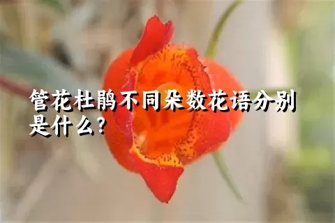 管花杜鹃不同朵数花语分别是什么？