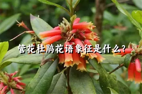 管花杜鹃花语象征是什么？