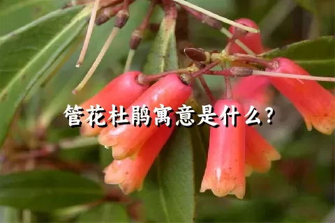 管花杜鹃寓意是什么？