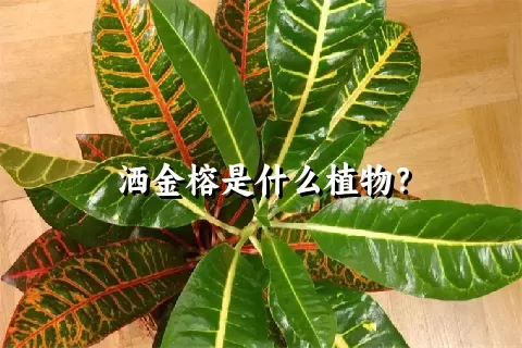 洒金榕是什么植物？