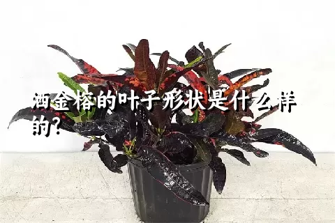 洒金榕的叶子形状是什么样的？