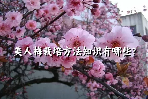 美人梅栽培方法知识有哪些？