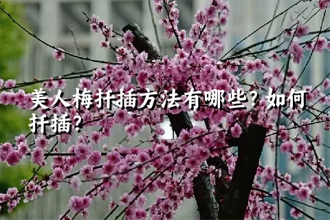 美人梅扦插方法有哪些？如何扦插？