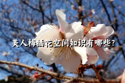 美人梅插花空间知识有哪些？