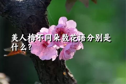 美人梅不同朵数花语分别是什么？