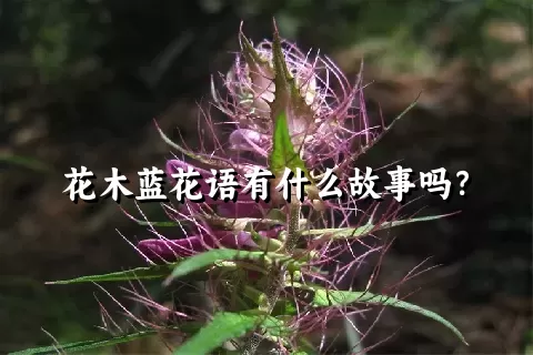 花木蓝花语有什么故事吗？