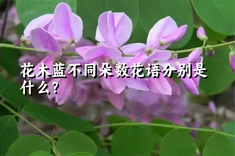 花木蓝不同朵数花语分别是什么？