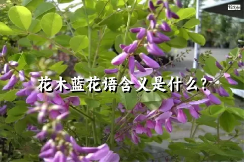 花木蓝花语含义是什么？